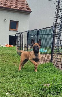 Belgický ovčák Malinois s PP Achilles - 2