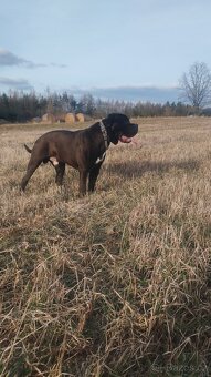 Cane Corso - 2