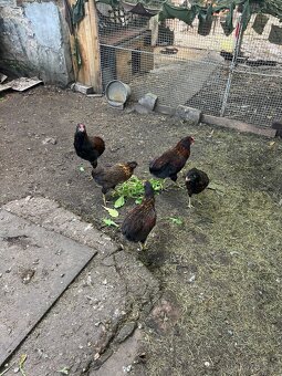 Kohouti Akaukany divoce zbarvení - 2