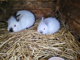 Zakrslý králík - 2