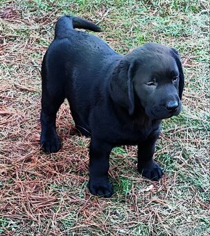 Labrador, kouzelný chlapeček - 2