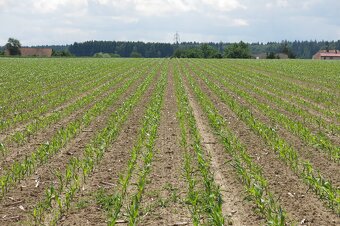 Secí stroj Kinze 3600 12R Twin Row - 2