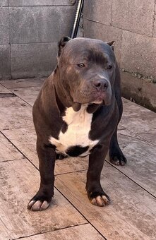 American Bully - 2