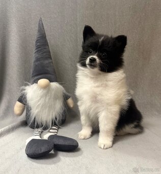 Německý špic s PP STRAKOŠ - 2