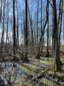 Prodám pozemky v k.ú. Starý Ples - 2