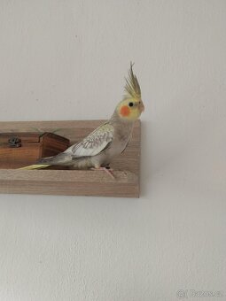 Korela chocholatá - 2