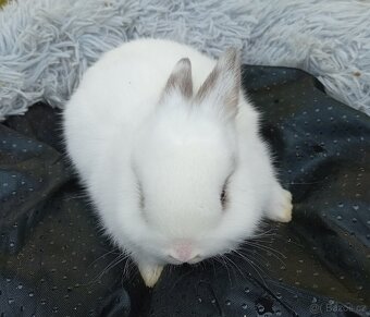 Zakrslý králíček E2 a E3 - 2
