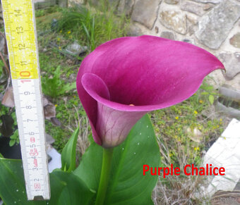 Calla - různé kultivary - 2
