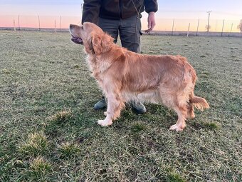 Zlatý retriever - 2