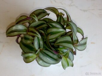 Voděnka Tradescantia zebrina „Superba“ - zakořeněné řízky - 2