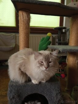 Ragdoll kocourek, půl roku. - 2