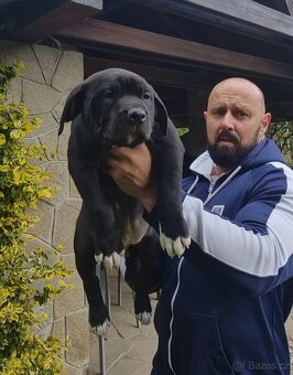 American bully xl - 2