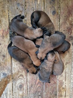 Belgicky ovčiak Malinois - 2
