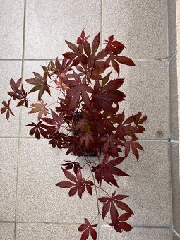 Bonsai, Bonsaj, japonský javor, skalky - 2