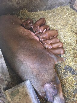 Selata Duroc - 2