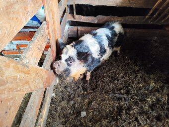 Kuně Kune - 2