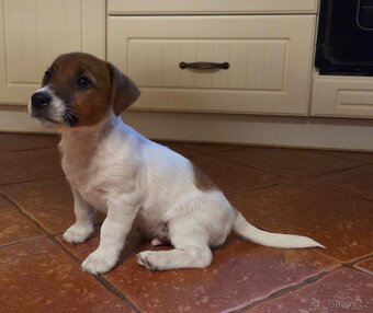 Jack russel terier s PP - 2