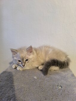 Ragdoll koťata kocourek kočička - 2