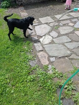 Labradorský retrívr - 2