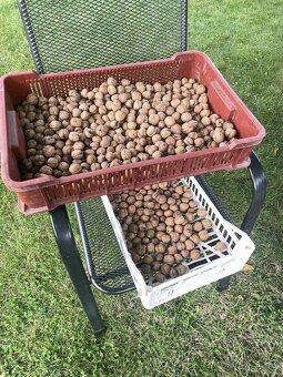 Neloupané letošní vlašské ořechy - 2