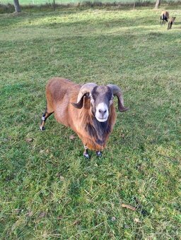 Kamerunský beran - 2