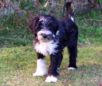Tibetský teriér s PP - 2