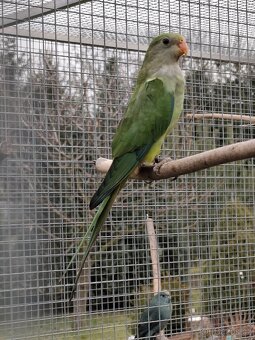 Papoušek nádherný - 2