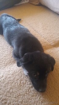 Prodej štěňat - 2