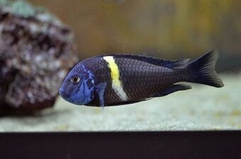 Tropheus duboisi maswa - 2