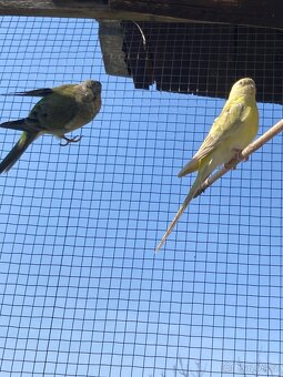 Papoušek zpěvavý - 2