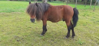 Připouštění shetland pony - mini - 2