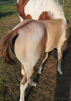 Americký paint horse 🐎 roční hřebeček - 2