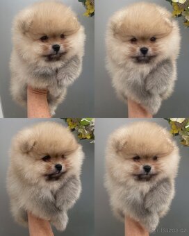 Pomeranian s Pp FCI - 2
