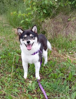 Shiba inu, štěňátko, fenečka. - 2