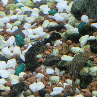 Ancistrus - 2