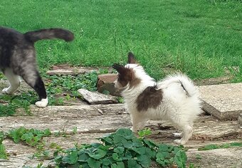 Papillon - 2