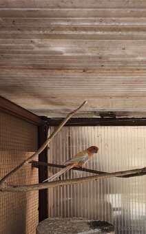 Rosela penant - 2