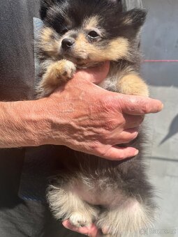 Pomeranian - 2