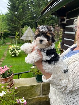 Nabízim pejska biewer yorkshire terriera - 2