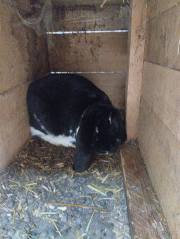 Francouzský beran - 2