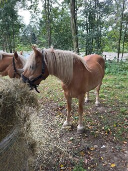 Na prodej – Hafling valach MAX - 2