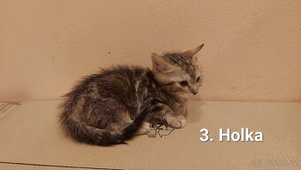 Daruji 2 koťátka (2 holky) - 2