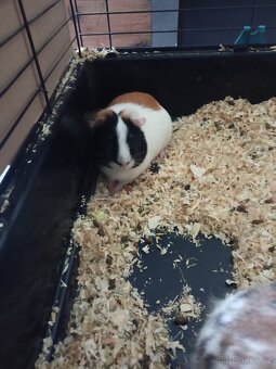 Zakrslý. králík - 2