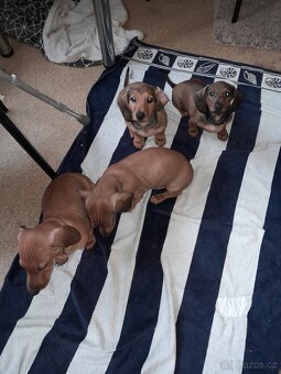 Jezevčík hladkosrstý standart - 2