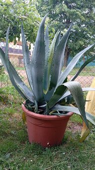 Prodám Agave - 2