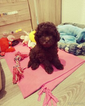 Pudl pudel chocolate - 2