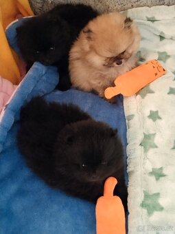 Pomeranian - 2