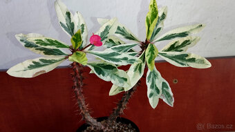 Euphorbia Milii variegated (trnová koruna) - 2