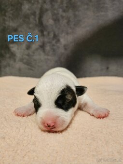 JACK RUSSELL - K REZERVACI - 2