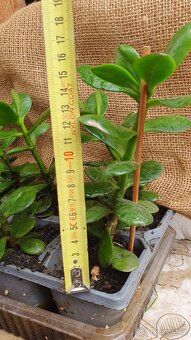 Tlustice vejčitá (Crassula ovata) - 2